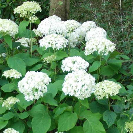 Hydrangea arborescens 'Annabelle' Hydrangea arborescens 'Annabelle'