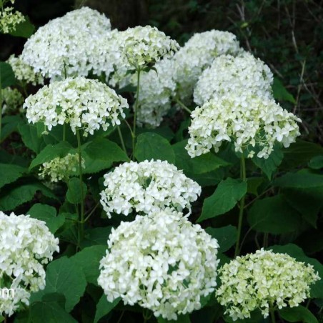 Hydrangea arborescens 'Annabelle' Hydrangea arborescens 'Annabelle'
