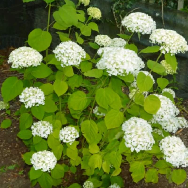 Hydrangea arborescens 'Incrediball' Hydrangea arborescens 'Incrediball'