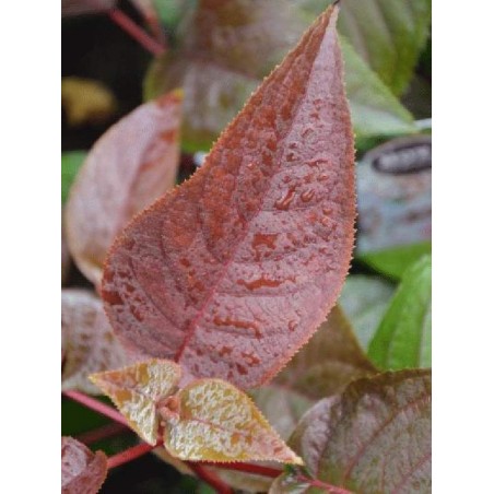 Hydrangea aspera 'Hot Chocolate'
