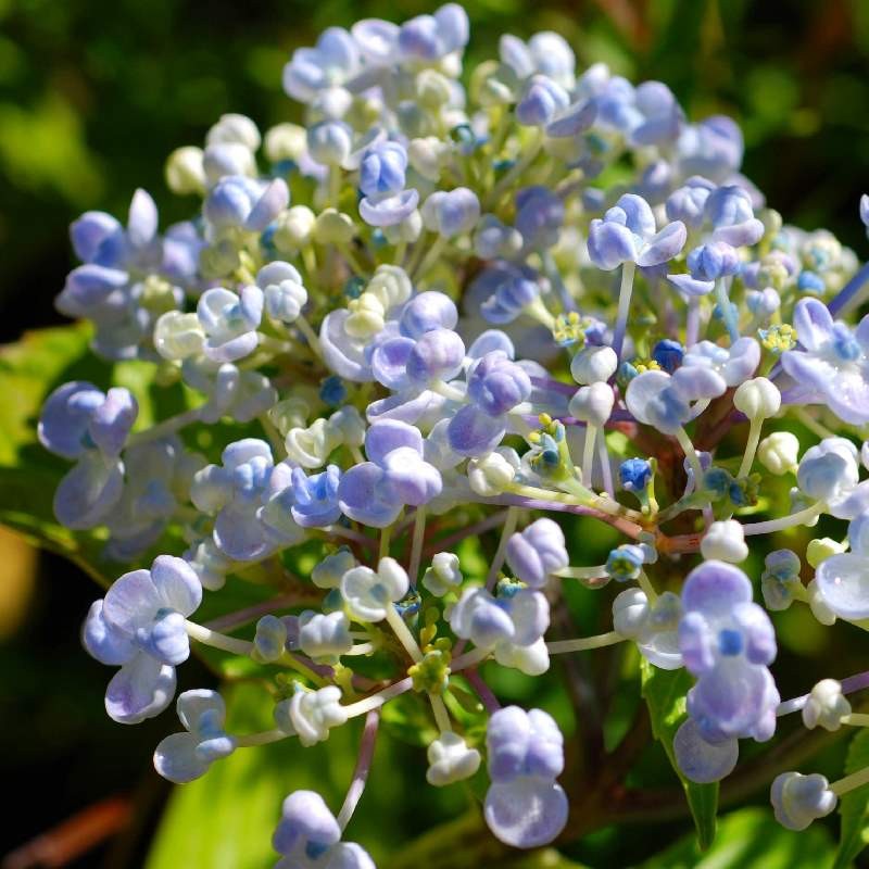 Hydrangea macrophylla 'Ayesha'