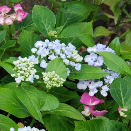 Hydrangea macrophylla 'Ayesha' Hydrangea macrophylla 'Ayesha'