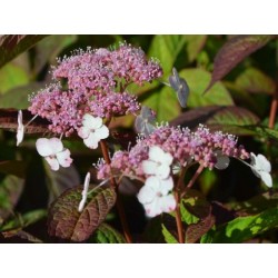 Hydrangea macrophylla 'Lanarth White'