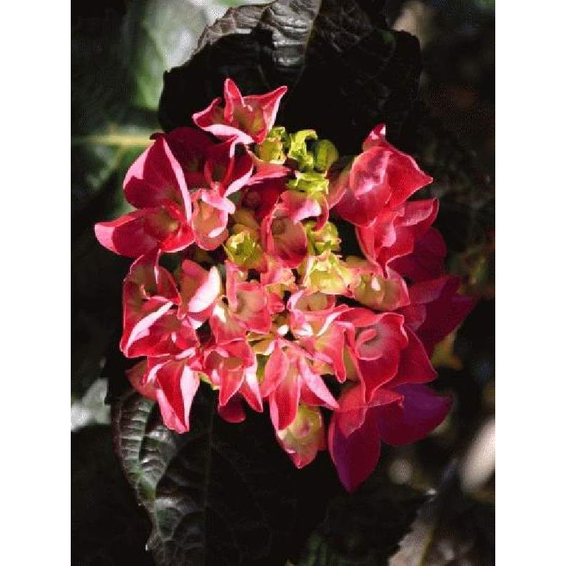 Hydrangea macrophylla 'Merveille Sanguine' - summer flowers