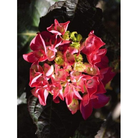 Hydrangea macrophylla 'Merveille Sanguine' - summer flowers Hydrangea macrophylla 'Merveille Sanguine' - summer flowers