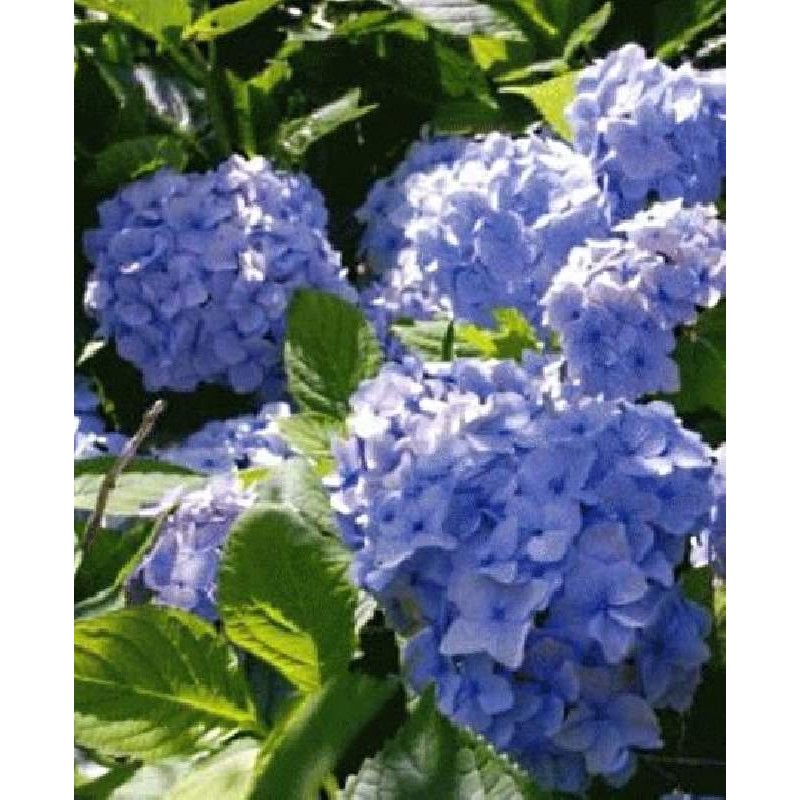 Image of Hydrangea macrophylla 'Nikko Blue' dark purple hydrangea