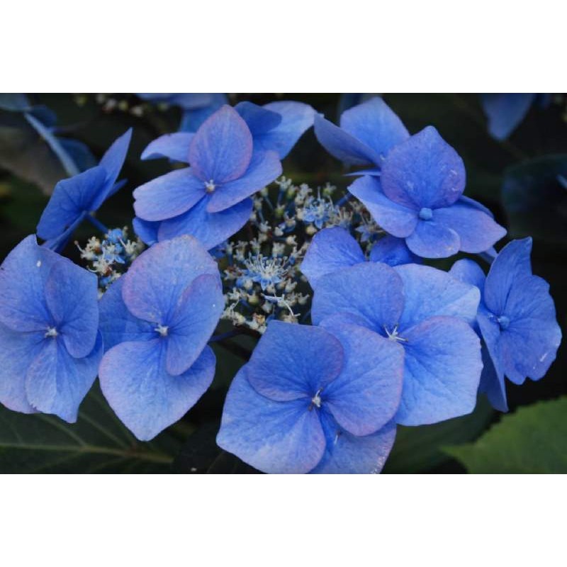 Hydrangea macrophylla 'Taube' - blue flower bracts