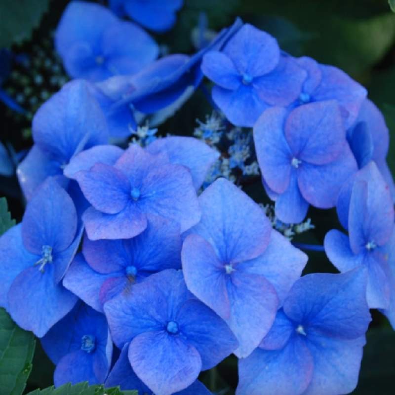 Hydrangea macrophylla 'Taube' - summer flowers