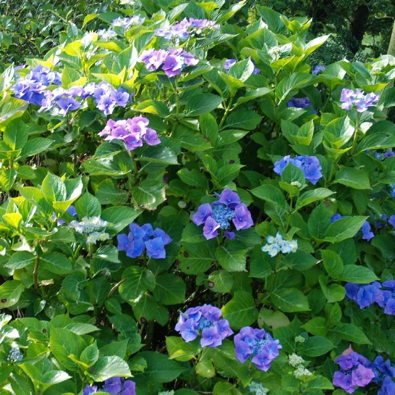 Hydrangea macrophylla 'Taube'