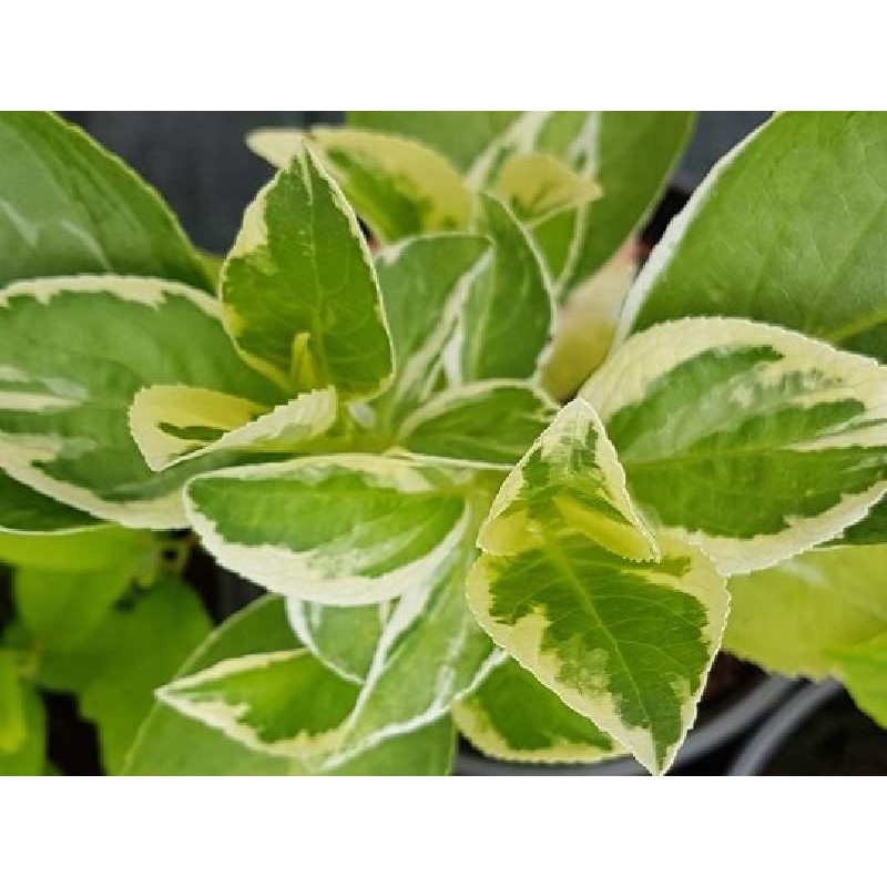 Hydrangea macrophylla 'Quadricolor'