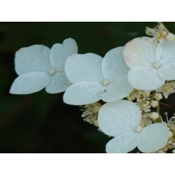 Hydrangea macrophylla 'Veitchii'