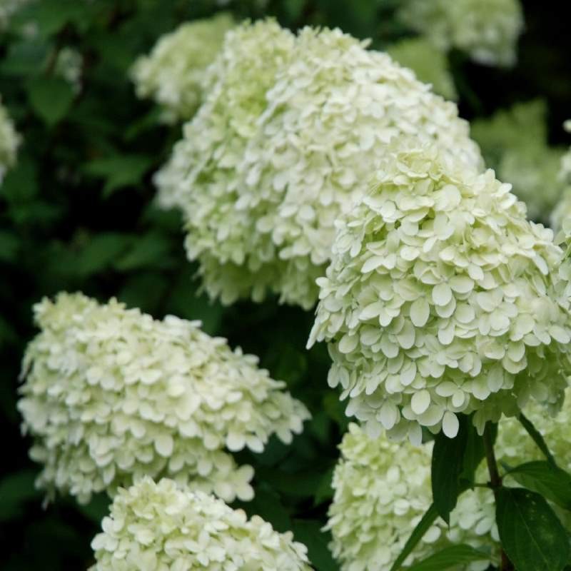 Hydrangea paniculata 'Limelight' - summer flowers