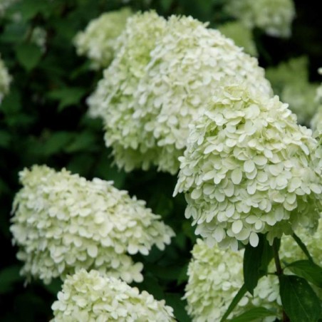 Hydrangea paniculata 'Limelight' - summer flowers Hydrangea paniculata 'Limelight' - summer flowers