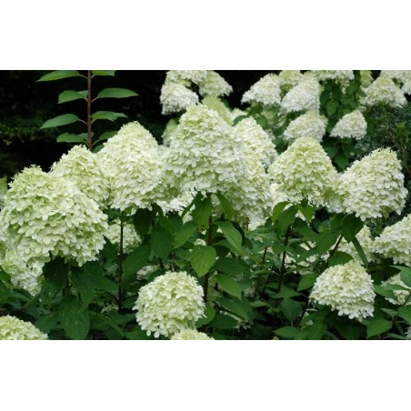 Hydrangea paniculata 'Limelight' Hydrangea paniculata 'Limelight'