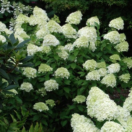 Hydrangea paniculata 'Limelight' Hydrangea paniculata 'Limelight'