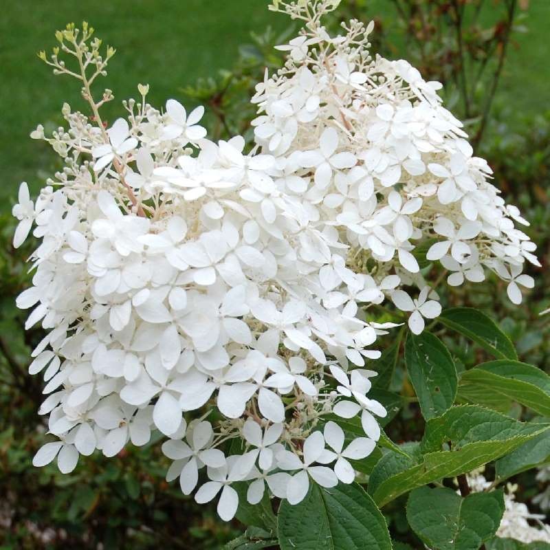 Hydrangea paniculata 'Phantom'