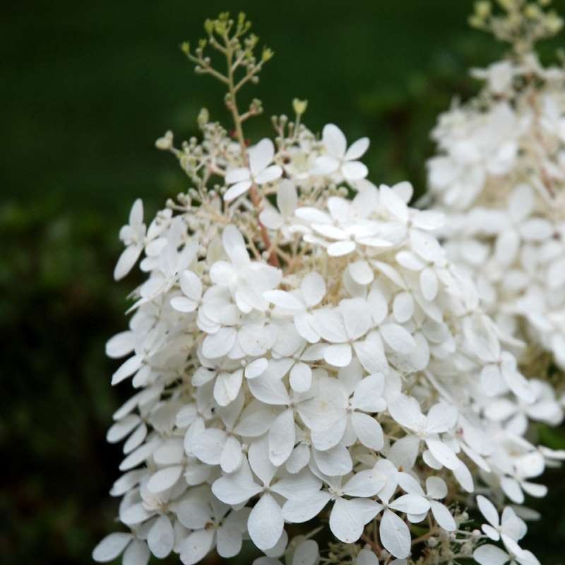 Hydrangea paniculata 'Phantom'