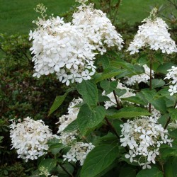 Hydrangea paniculata 'Phantom' - summer flowers