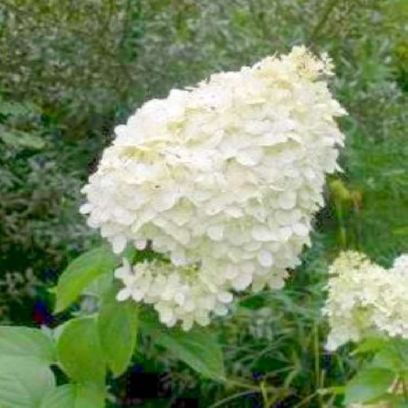 Hydrangea paniculata 'Polar Bear' - summer flowers