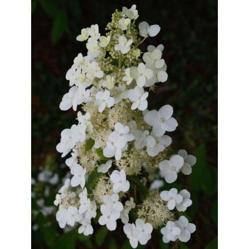 Hydrangea paniculata 'Tardiva' Hydrangea paniculata 'Tardiva'