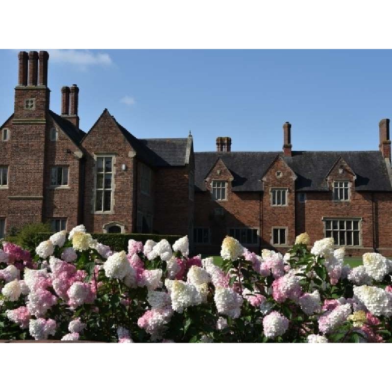 Hydrangea paniculata 'Vanille Fraise'