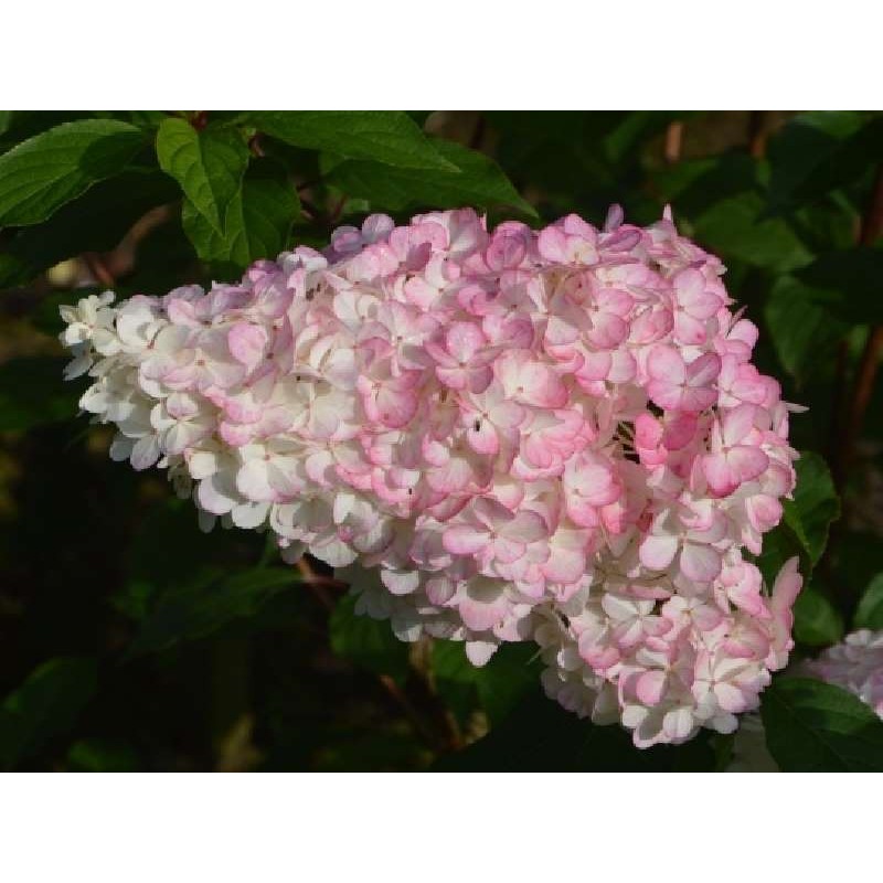 Hydrangea paniculata 'Vanille Fraise'