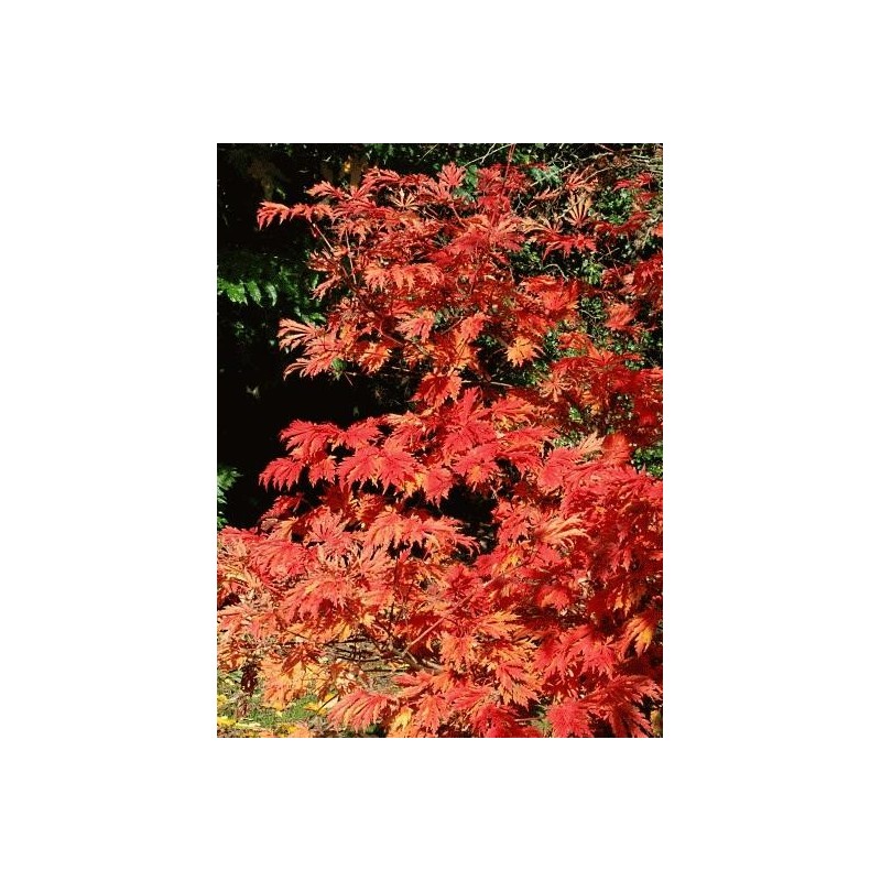 Acer japonicum 'Aconitifolium' - autumn colour