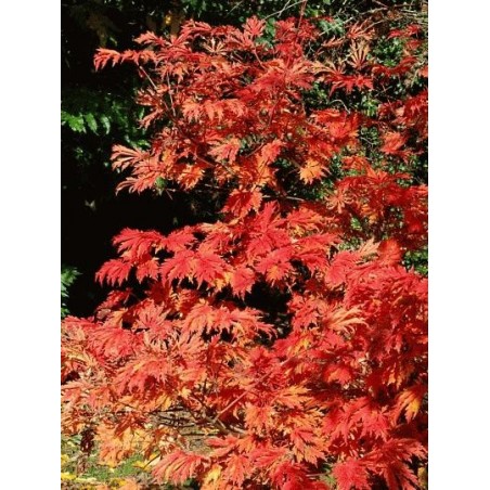 Acer japonicum 'Aconitifolium' - autumn colour Acer japonicum 'Aconitifolium' - autumn colour