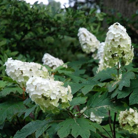 Hydrangea quercifolia 'Snow Queen'
