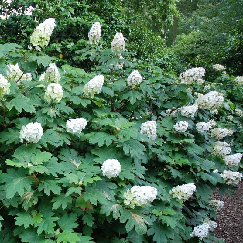 Hydrangea quercifolia 'Snow Queen'