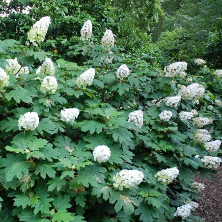 Hydrangea quercifolia 'Snow Queen'