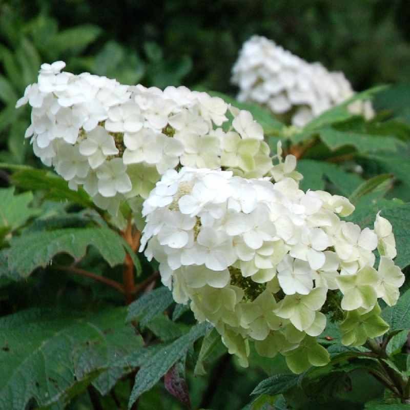 Hydrangea quercifolia 'Snow Queen'