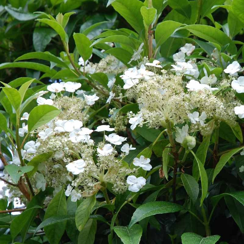 Hydrangea seemanii