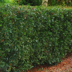 Ilex aquifolium - hedge