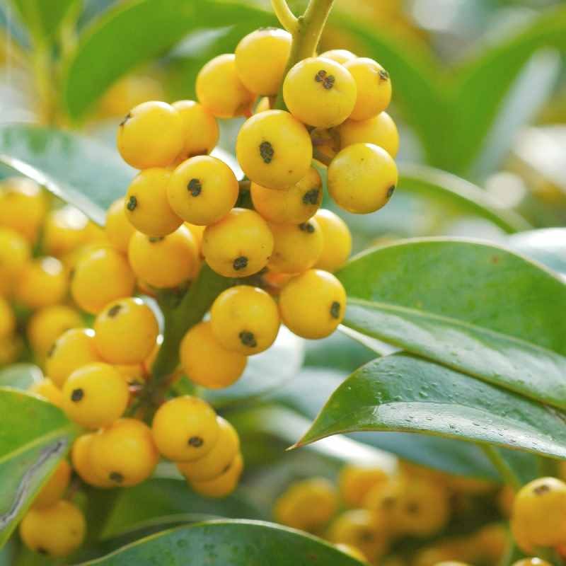 Ilex aquifolium 'Bacciflava' - winter berries Ilex aquifolium 'Bacciflava' - winter berries