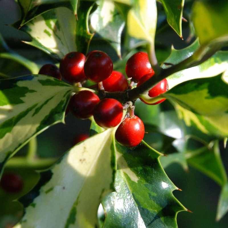 Ilex aquifolium 'Calypso'