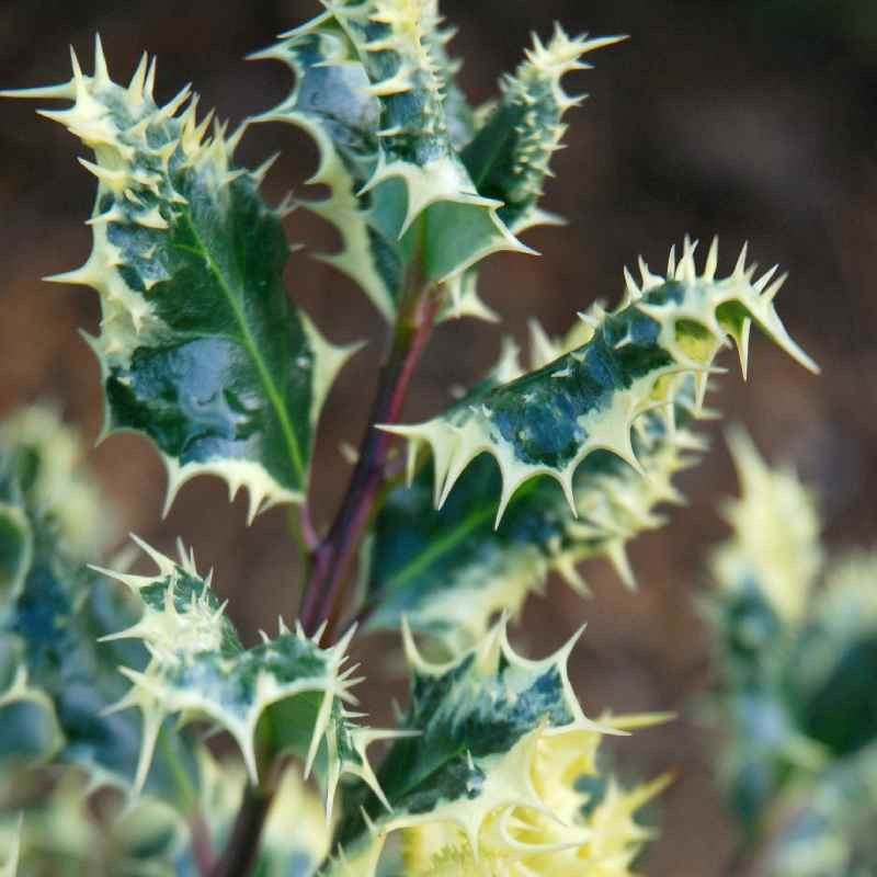 Ilex aquifolium 'Ferox Argentea'