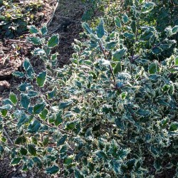 5 Ilex aquifolium Ferox Argentea 20/25cm im 1,3L Topf