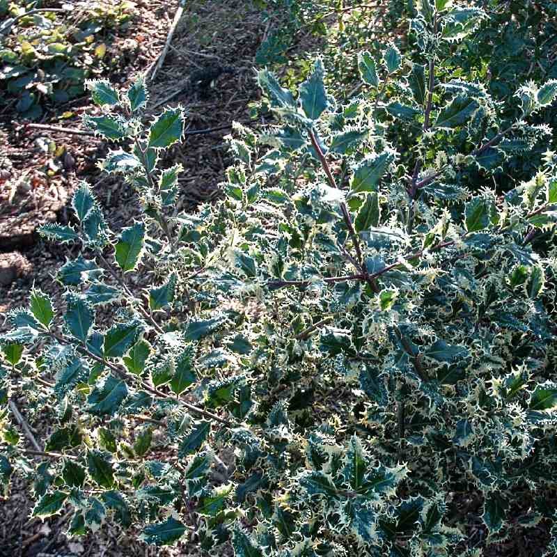 Ilex aquifolium 'Ferox Argentea'
