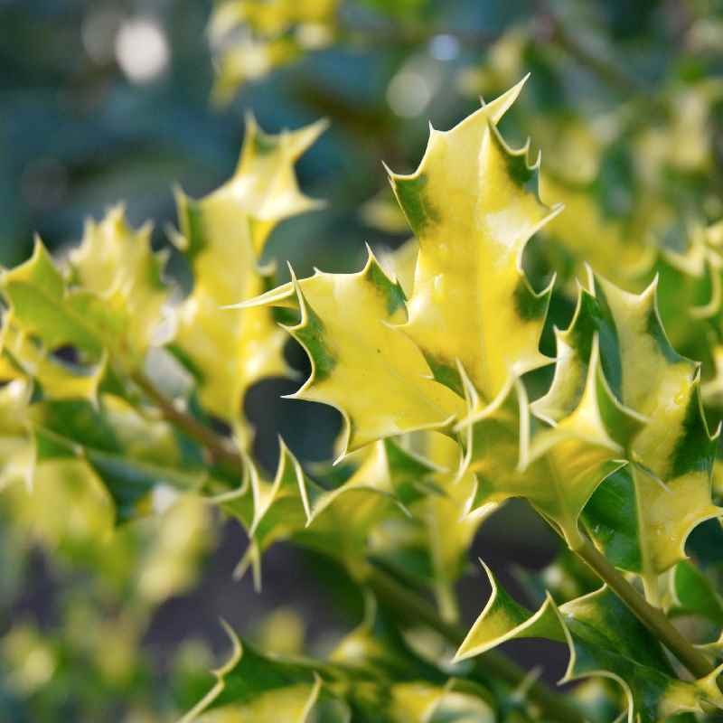 Ilex aquifolium 'Flavescens' - canary-yellow variegated leaves