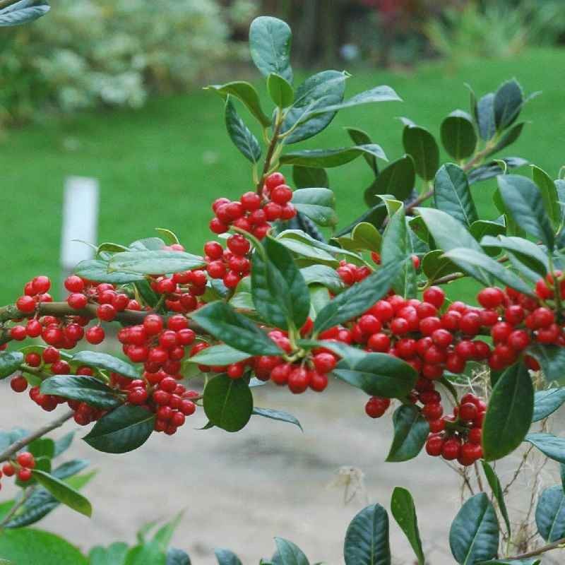 Ilex aquifolium 'J C van Tol'