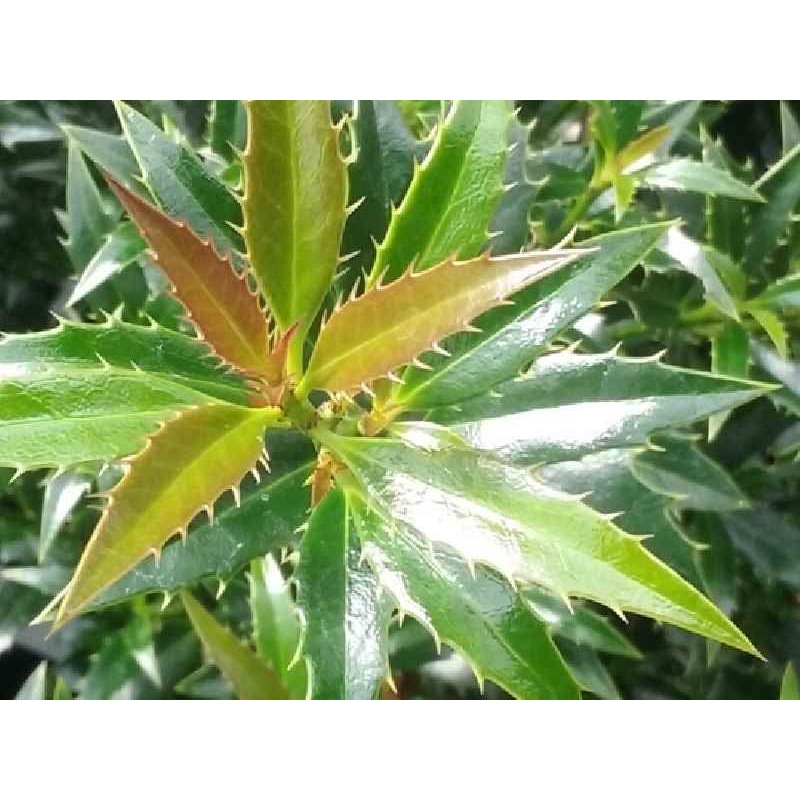 Ilex aquifolium 'Myrtifolia' Ilex aquifolium 'Myrtifolia'