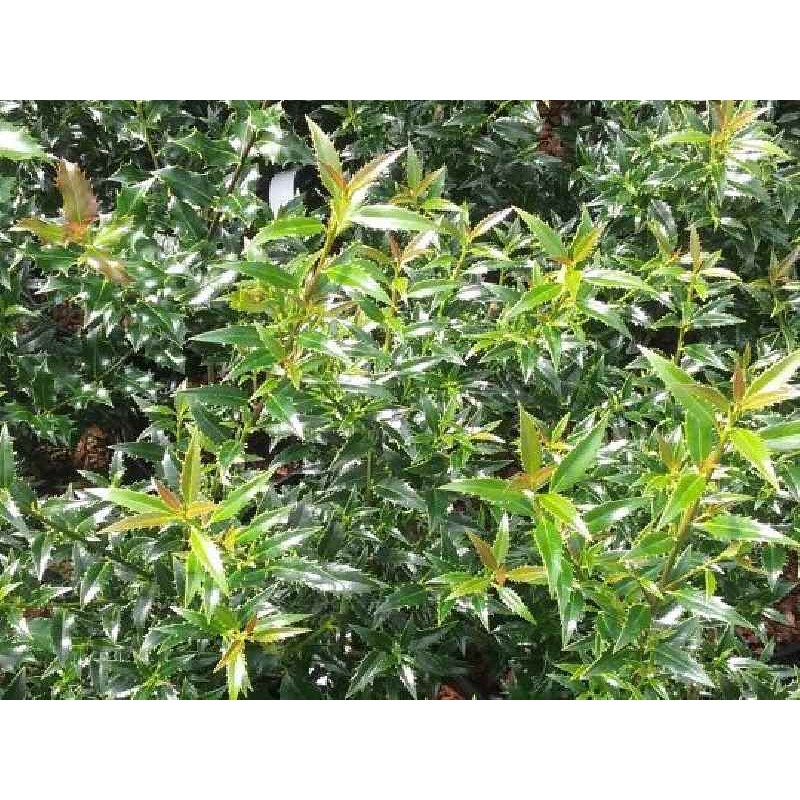 Ilex aquifolium 'Myrtifolia'