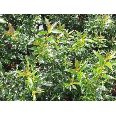 Ilex aquifolium 'Myrtifolia' Ilex aquifolium 'Myrtifolia'