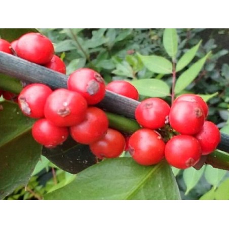 Ilex colchica - berries Ilex colchica - berries