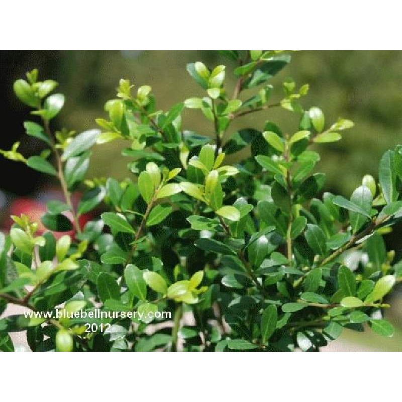 Ilex crenata 'Dark Green'