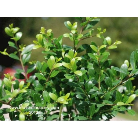 Ilex crenata 'Dark Green'