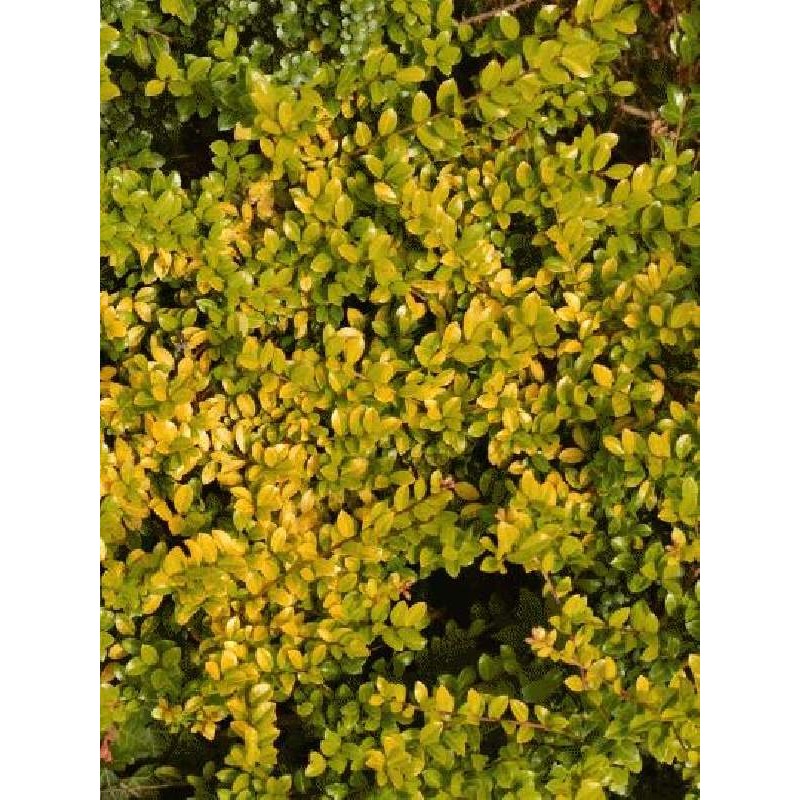 Ilex crenata 'Golden Gem'