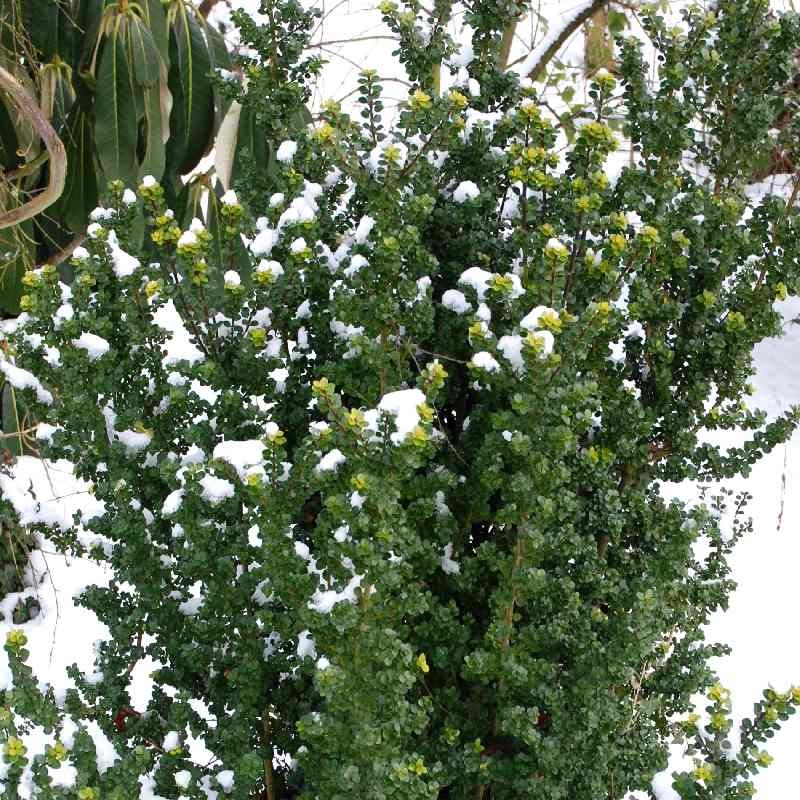 Ilex crenata 'Mariesii'