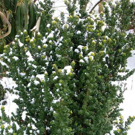 Ilex crenata 'Mariesii' Ilex crenata 'Mariesii'